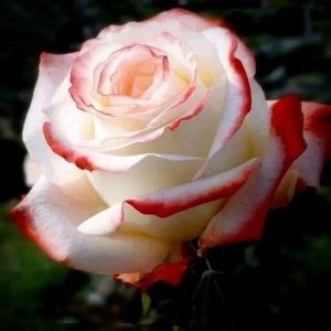 Meet your Posher, Inessa